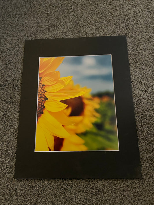 Peeking Sunflowers